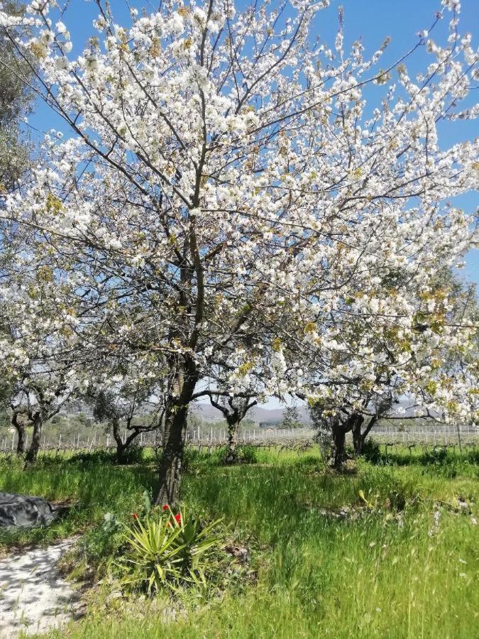 La Campagna Di Rosy Genzano di Roma Exterior foto